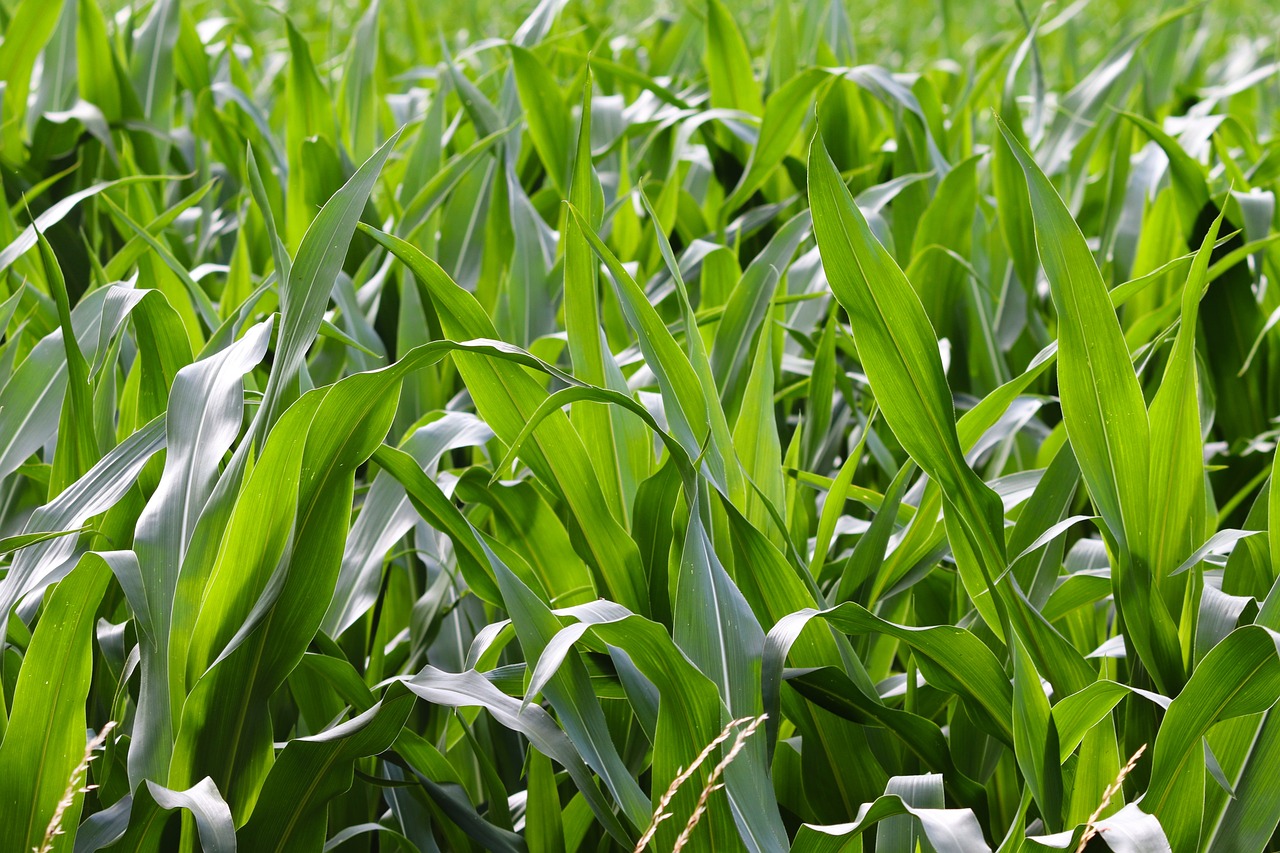 cornfield, corn leaves, corn-5367154.jpg