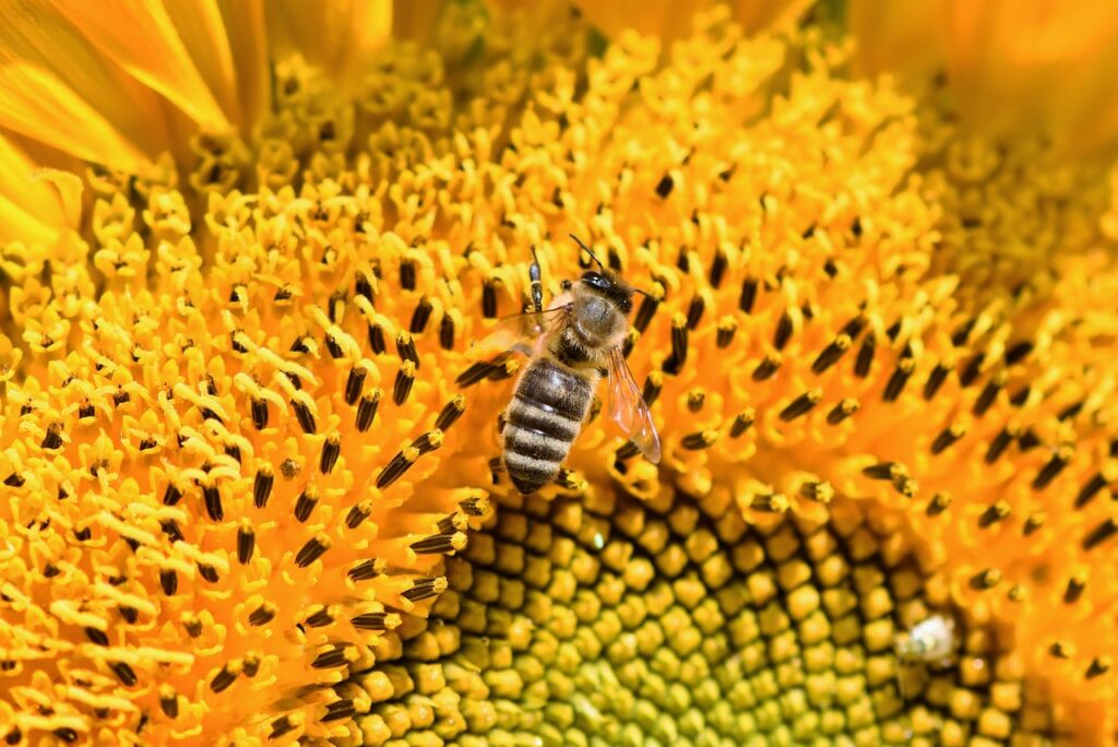 bee, insect, pollinate-3554567.jpg